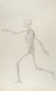 Human Skeleton, Lateral View seen from the Left, Running, illustration from 